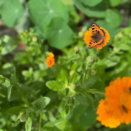 Siebenschläferhütte *