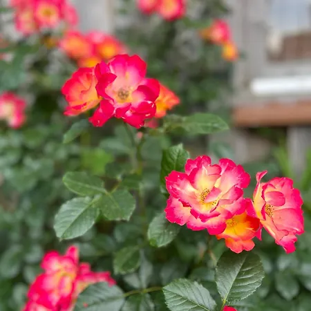 Apartamento Siebenschläferhütte *